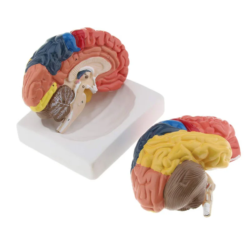 Medical Lab And Science - Modello anatomico a grandezza naturale del