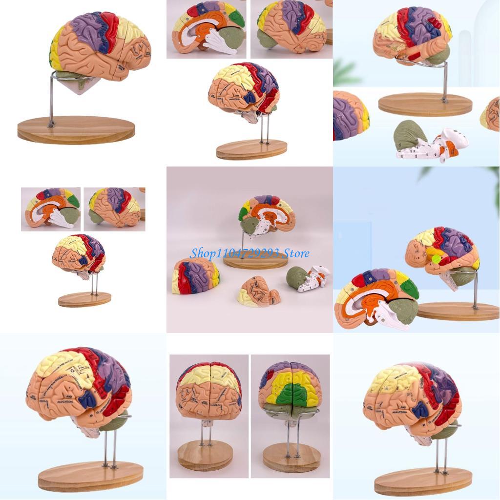 Medical Lab And Science - Y2GD Modello anatomia del cervello Organi
