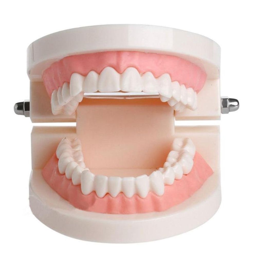 Medical Lab And Science - Modello Dentale Tipodontico per Dimostrazioni e