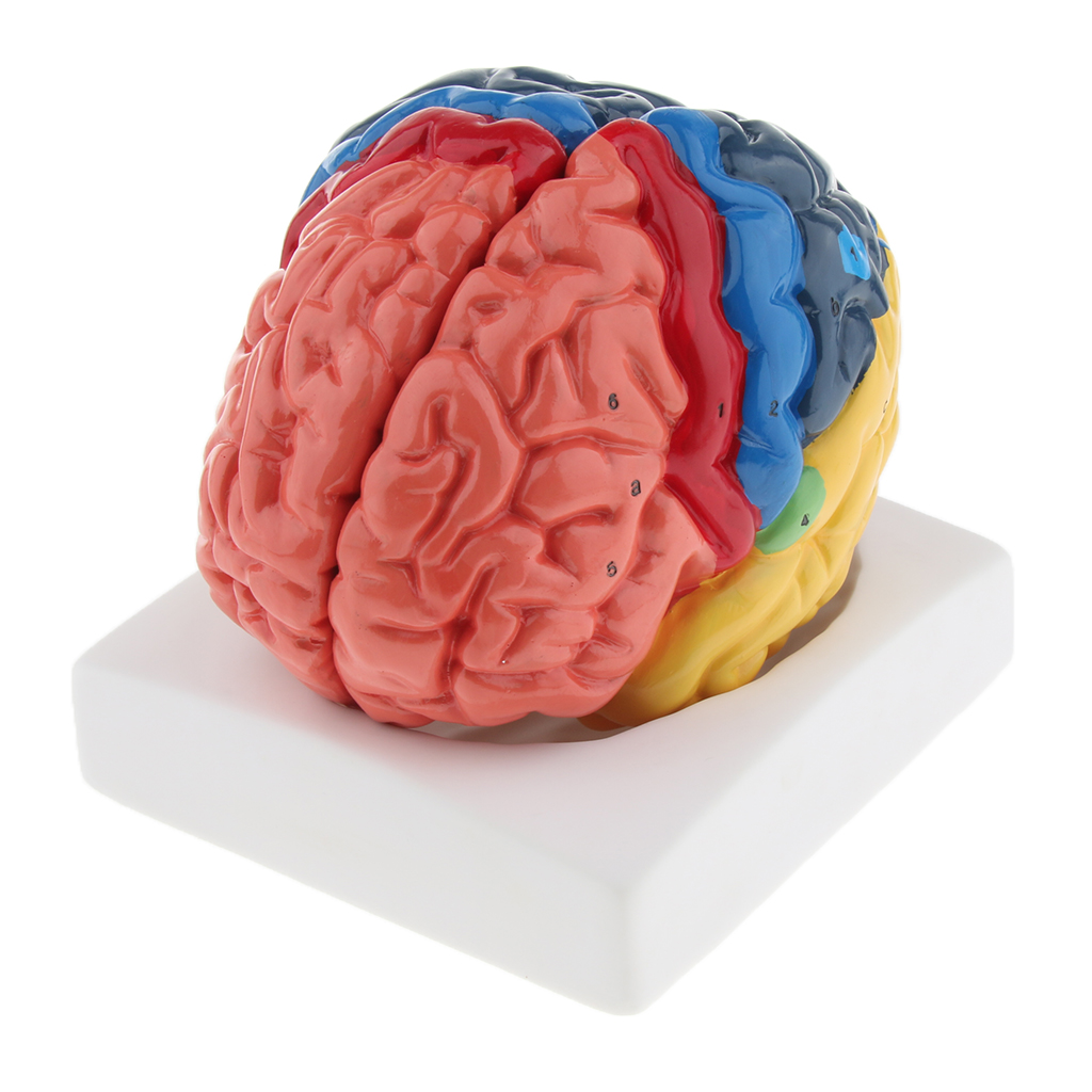 Medical Lab And Science - Modello cerebrale a grandezza naturale Modello