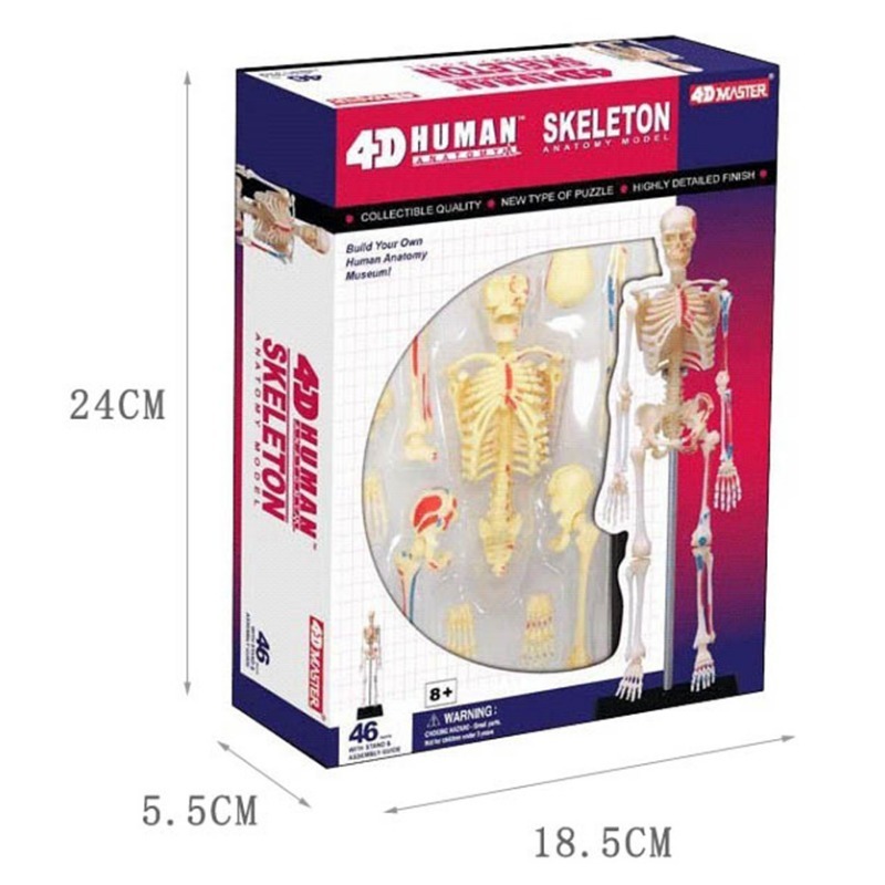 Medical Lab And Science - Maestro 4D Scheletro Umano Anatomia Modello