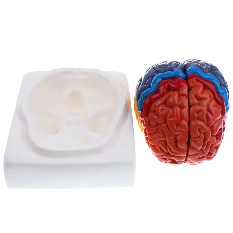 Modello anatomico a grandezza  - Medical Lab And Science recensione e prezzo