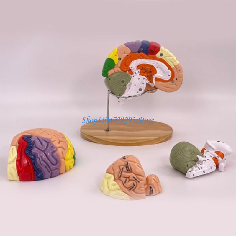 Y2GD Modello anatomia del cerv - Medical Lab And Science recensione e prezzo