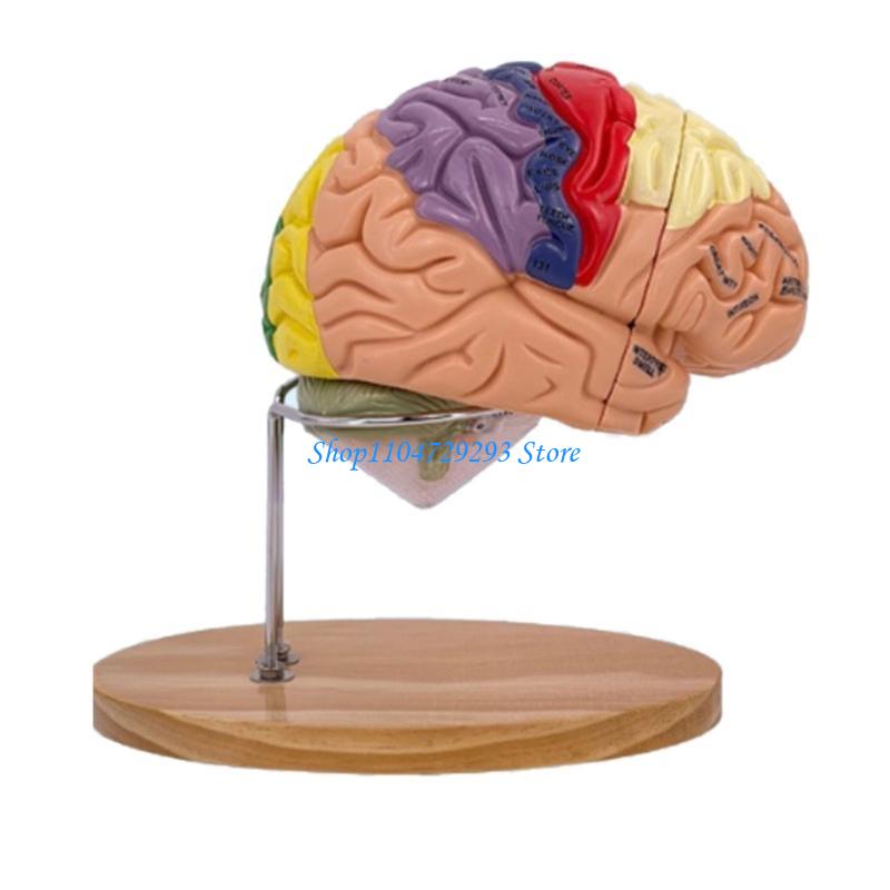 Y2GD Modello anatomia del cerv - Medical Lab And Science recensione e prezzo