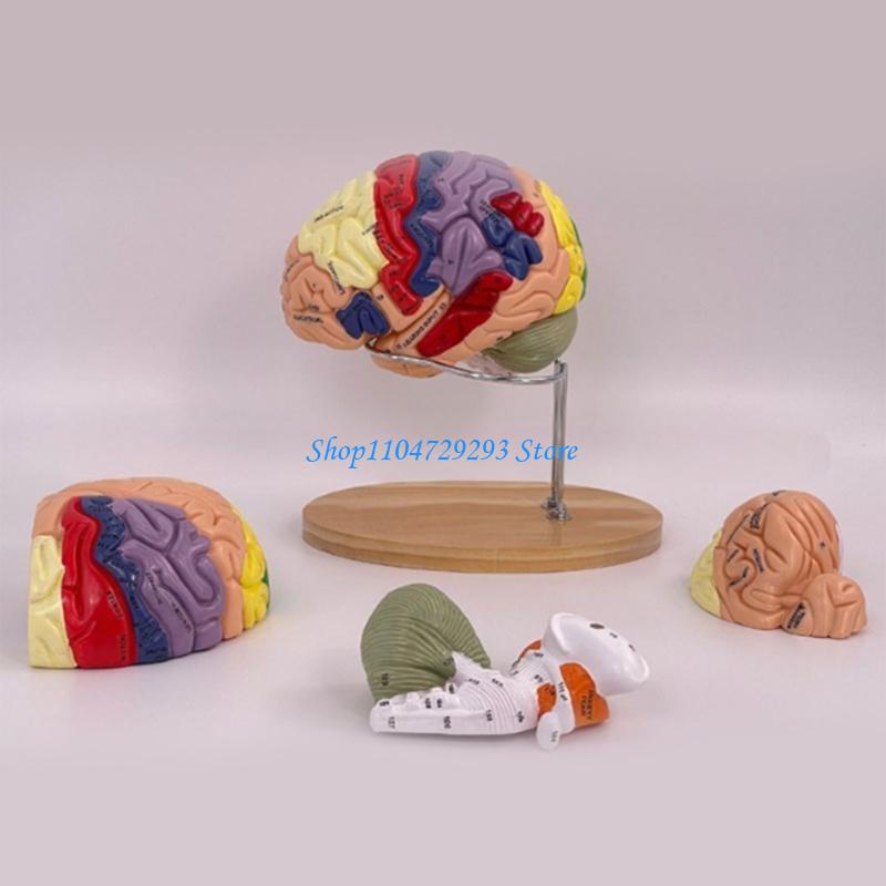 Y2GD Modello anatomia del cerv - Medical Lab And Science recensione e prezzo