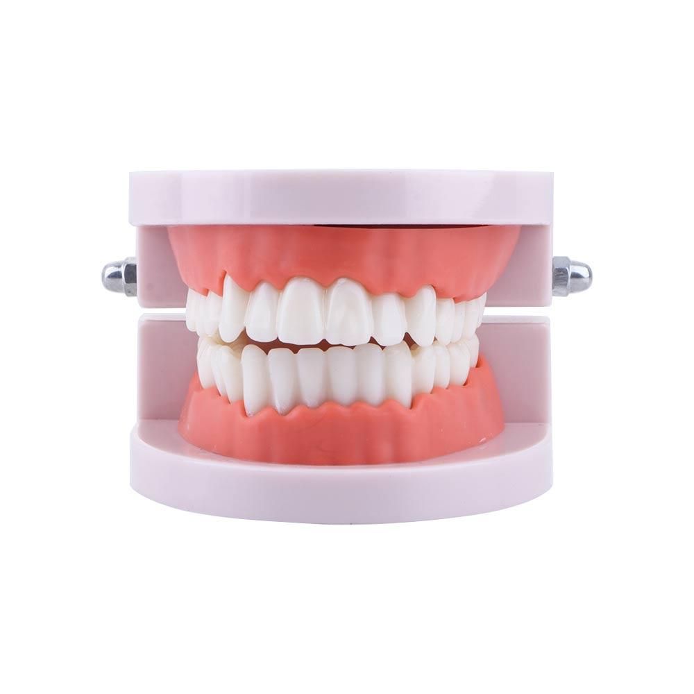 Modello Dentale Tipodontico pe - Medical Lab And Science recensione e prezzo