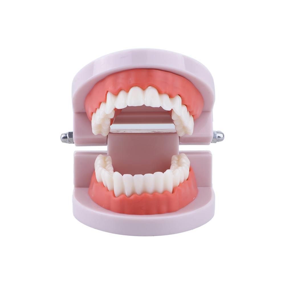 Modello Dentale Tipodontico pe - Medical Lab And Science recensione e prezzo