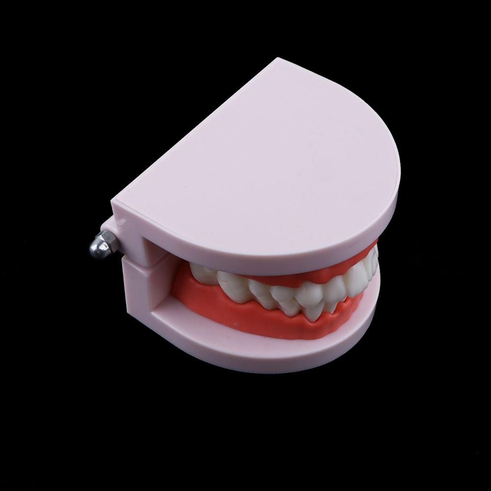 Modello Dentale Tipodontico pe - Medical Lab And Science recensione e prezzo