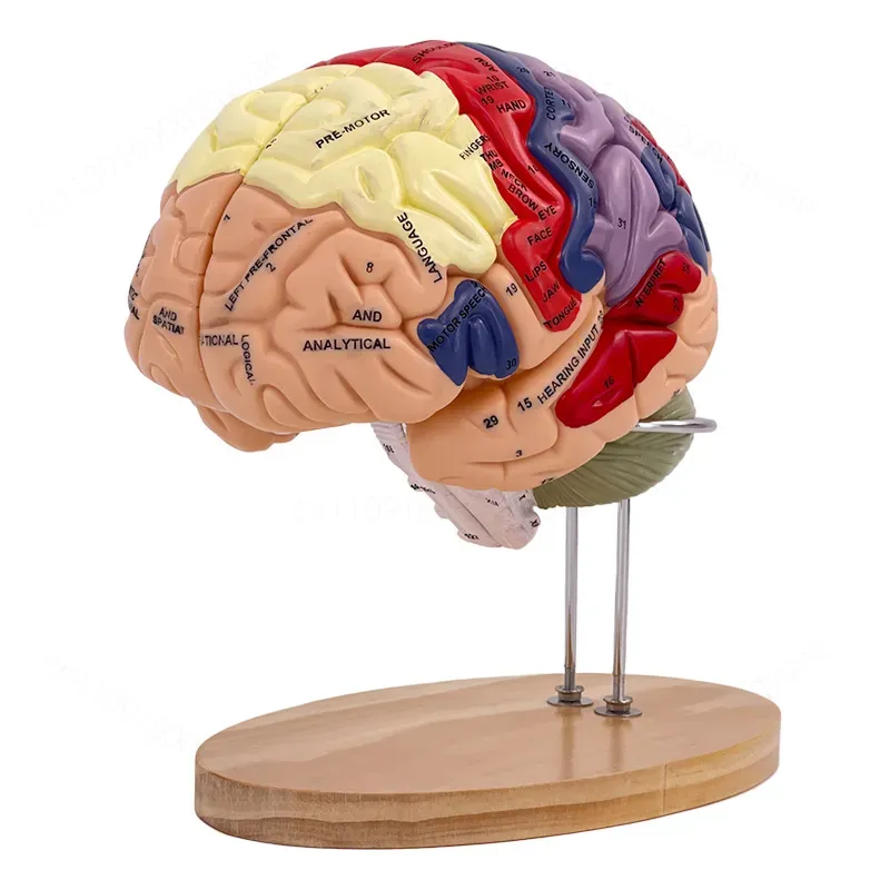 Modello Anatomico Cerebrale De - Medical Lab And Science recensione e prezzo