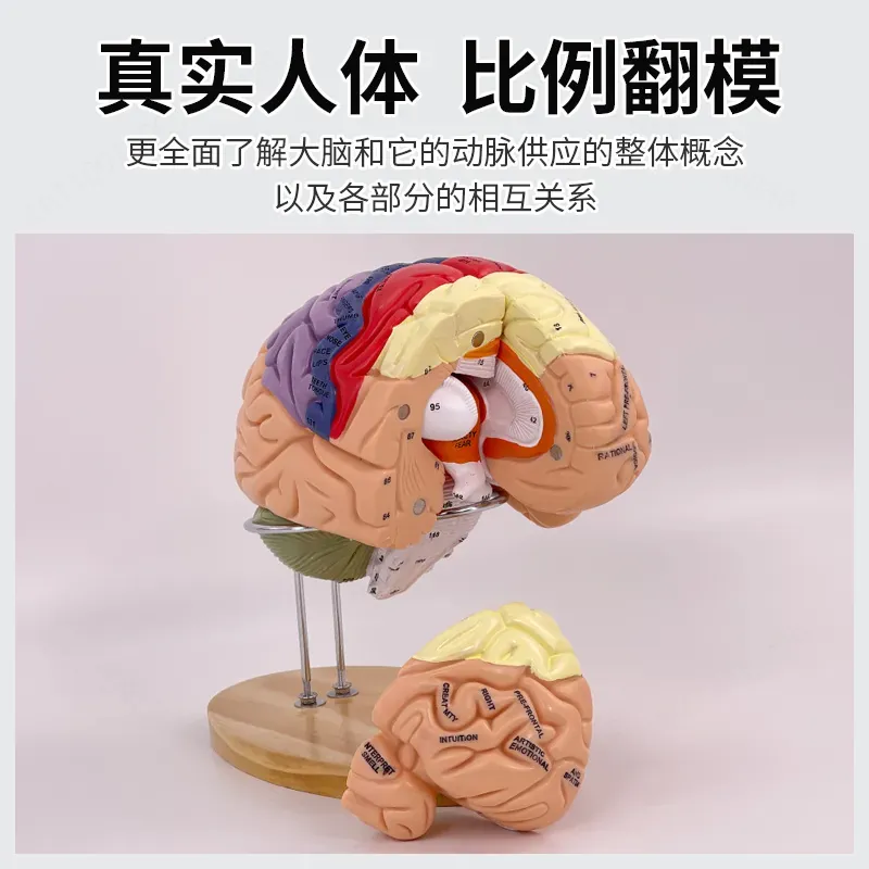 Modello Anatomico Cerebrale De - Medical Lab And Science recensione e prezzo