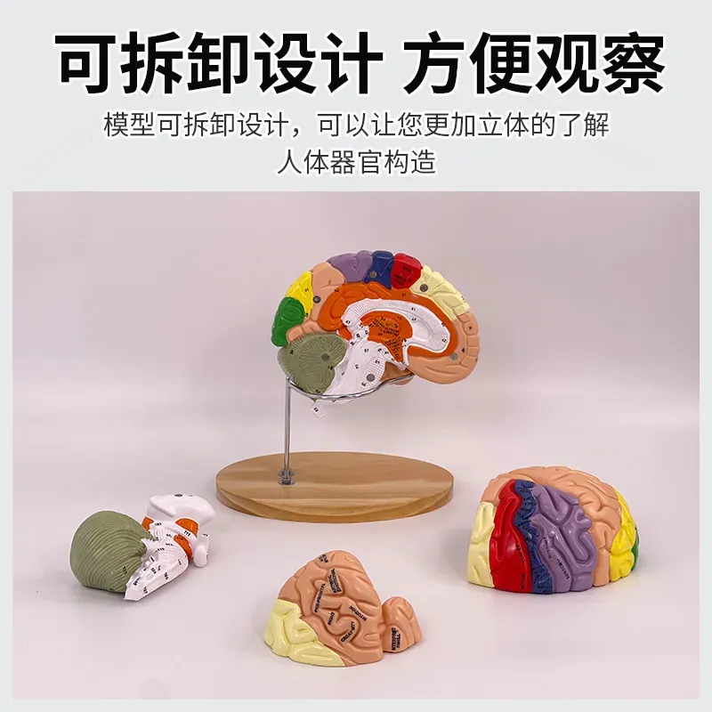 Modello Anatomico Cerebrale De - Medical Lab And Science recensione e prezzo