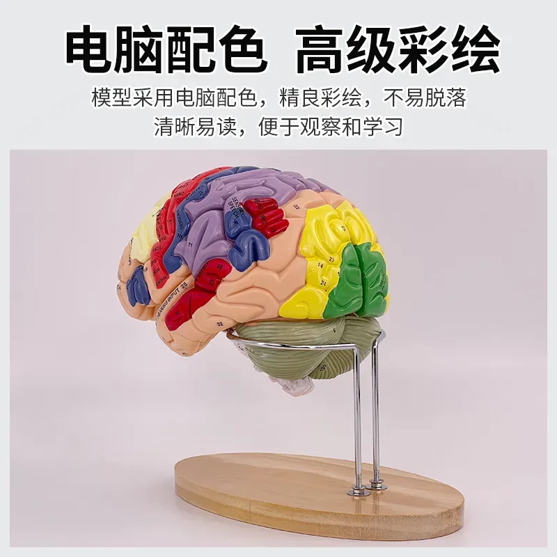Modello Anatomico Cerebrale De - Medical Lab And Science recensione e prezzo