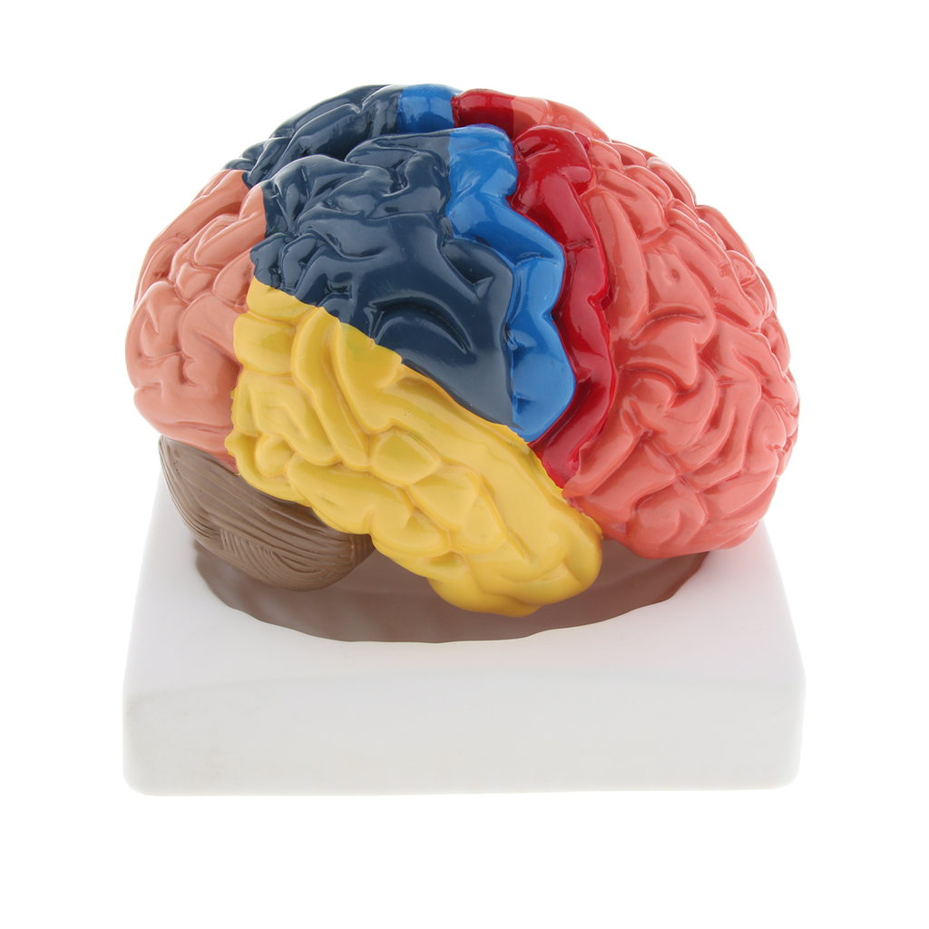 Modello cerebrale a grandezza  - Medical Lab And Science recensione e prezzo
