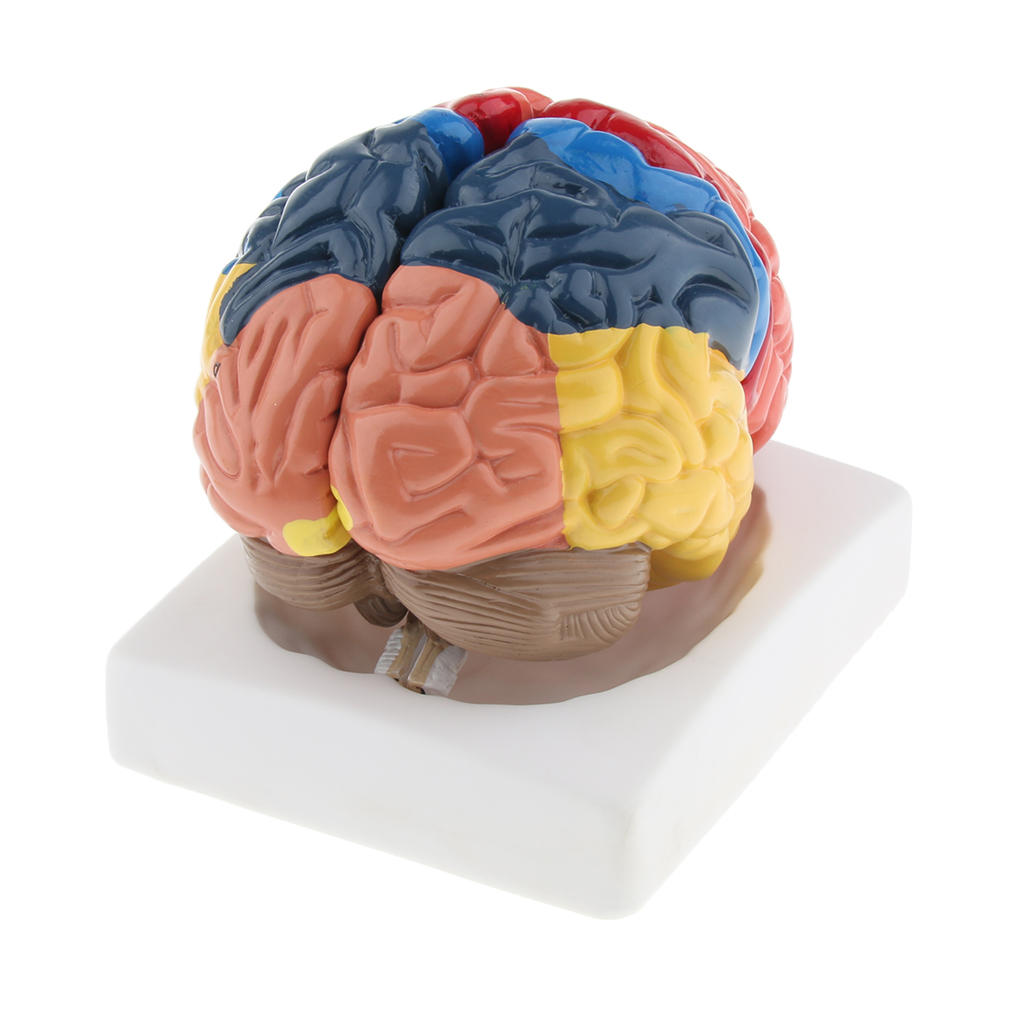 Modello cerebrale a grandezza  - Medical Lab And Science recensione e prezzo