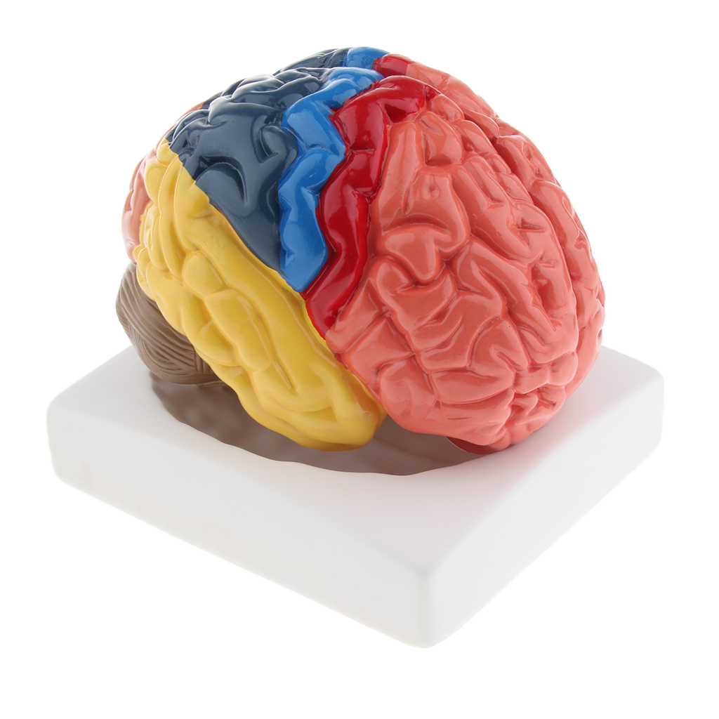 Modello cerebrale a grandezza  - Medical Lab And Science recensione e prezzo