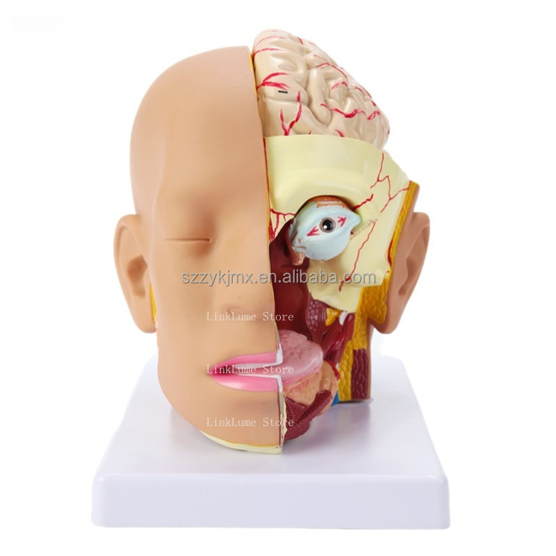 Modello Anatomico della Testa  - Medical Lab And Science recensione e prezzo
