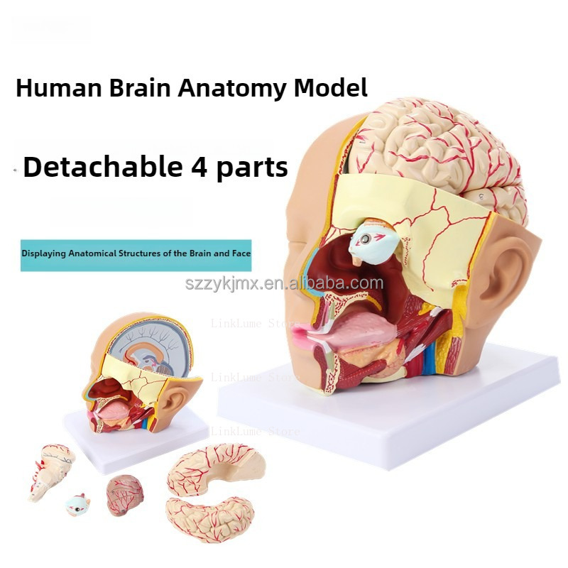 Modello Anatomico della Testa  - Medical Lab And Science recensione e prezzo