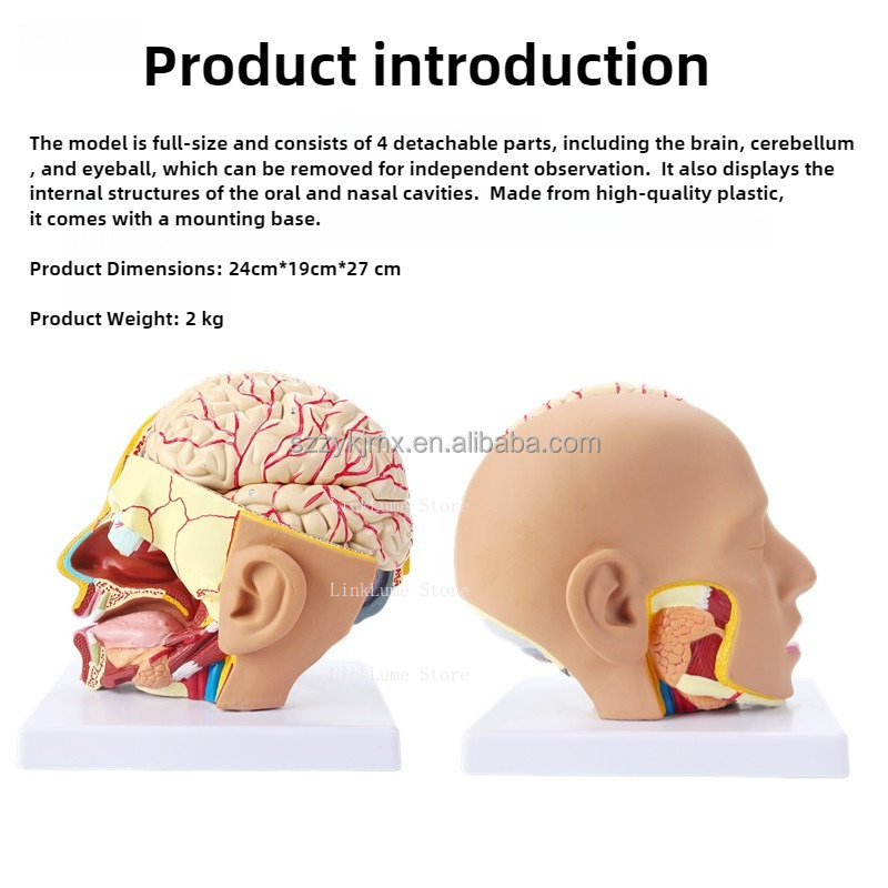 Modello Anatomico della Testa  - Medical Lab And Science recensione e prezzo