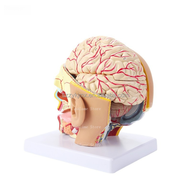 Modello Anatomico della Testa  - Medical Lab And Science recensione e prezzo