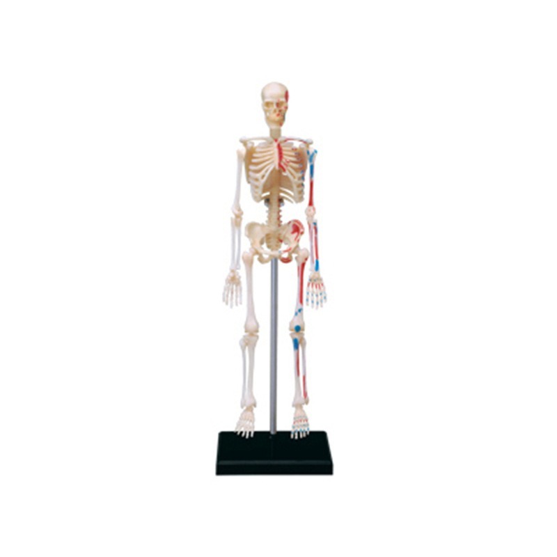 Maestro 4D Scheletro Umano Ana - Medical Lab And Science recensione e prezzo