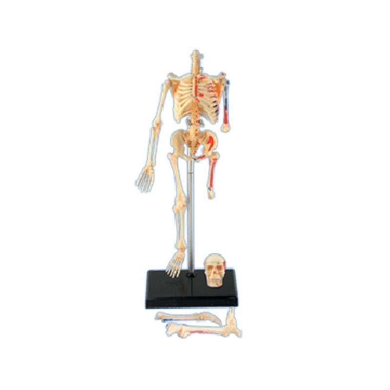 Maestro 4D Scheletro Umano Ana - Medical Lab And Science recensione e prezzo